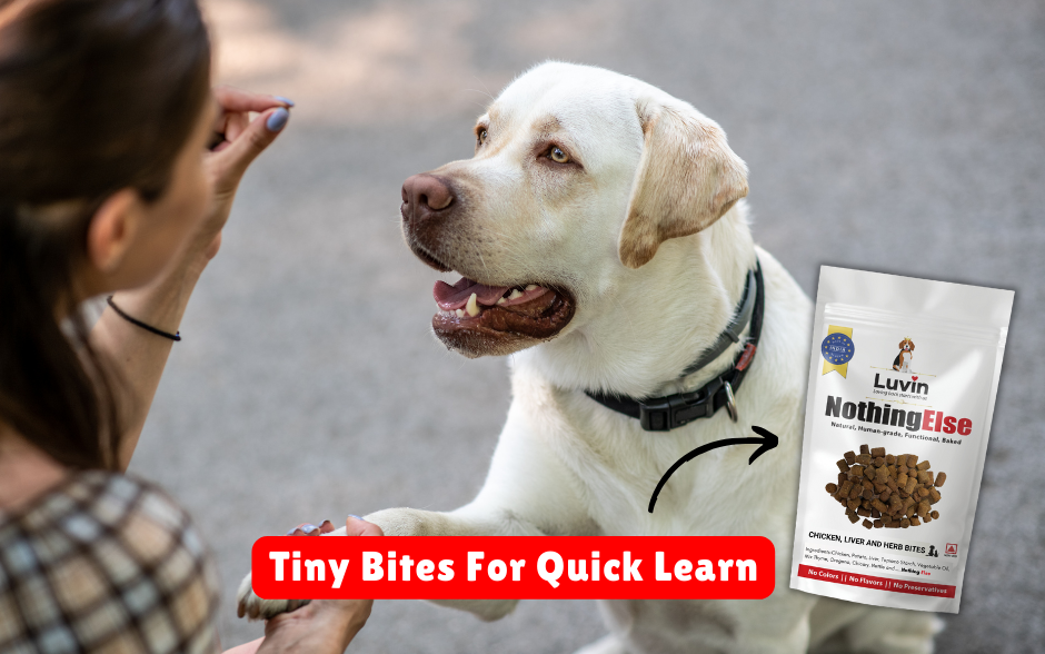 Obedience training your sales dog