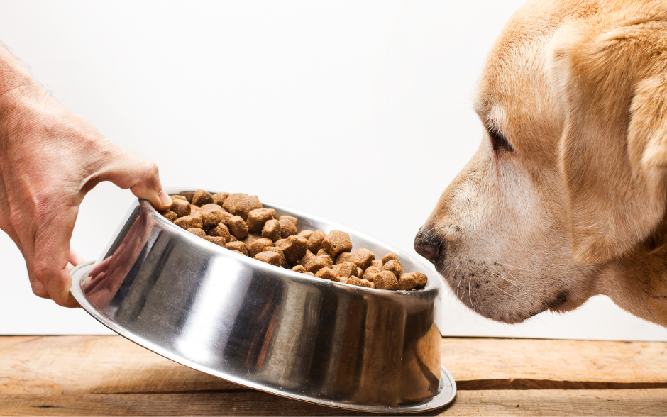 A Guide To Dog Food Transitions